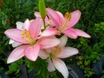 IMG_20160716_190622.jpg