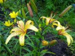 IMG_20160716_190438.jpg