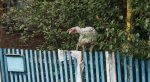 DSC09282.JPG