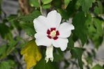 DSC09342.JPG