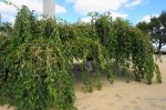 DSC09436.JPG
