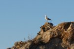 DSC09455.JPG
