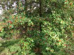 DSC05684.JPG