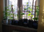 IMG_20170419_092630.jpg