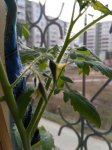 IMG_20170419_092805.jpg