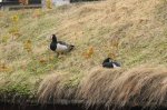 DSC02934.JPG