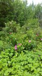 IMG_20170710_122603.jpg
