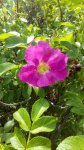IMG_20170710_122829.jpg