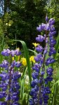 IMG_20170710_123351.jpg