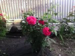 IMG_20170719_200039.jpg