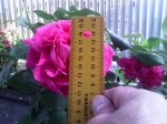 IMG_20170719_200145.jpg