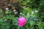 DSC03598.JPG