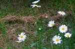 DSC03599.JPG