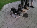 IMG_20170812_170946.jpg