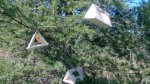 IMG_20170811_061623.jpg
