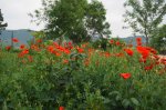 DSC05853.JPG