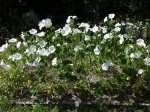 DSC00068.JPG