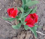 IMG_20210515_093611.jpg
