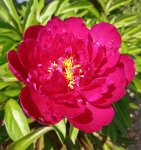 IMG_20210612_160439.jpg