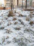 IMG_20250411_091343.jpg