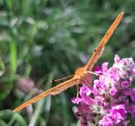 IMG_20250713_090202.jpg