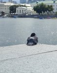 IMG_20250812_095337.jpg