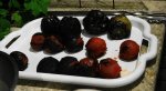 DSC07176.JPG