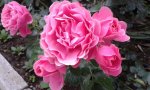 IMG_20160602_182726.jpg