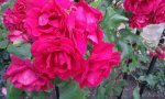 IMG_20160602_182753.jpg