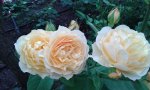 IMG_20160602_182855.jpg
