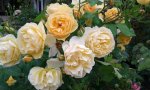 IMG_20160602_183002.jpg