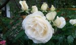 IMG_20160602_183041.jpg