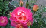 IMG_20160602_183110.jpg