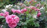 IMG_20160602_183158.jpg