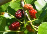 DSC07759.JPG