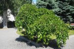 DSC07760.JPG