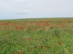 IMG_3128.JPG
